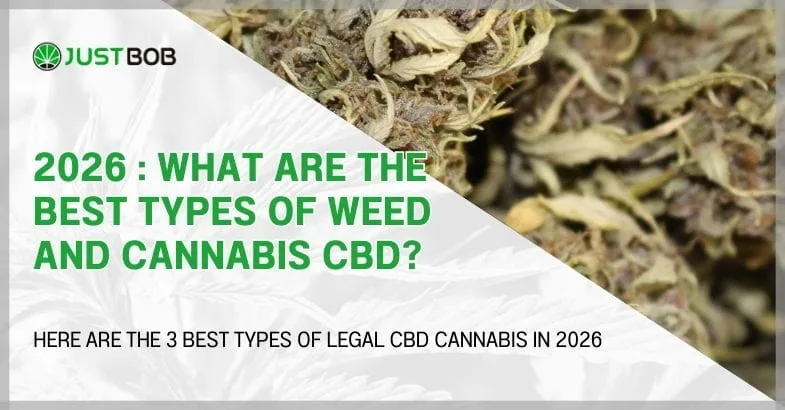 best-types-of-weed-and-cannabis-cbd 2024: what are the best types of weed and cannabis CBD?
