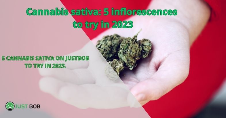 Cannabis sativa: 5 inflorescences to try in 2023