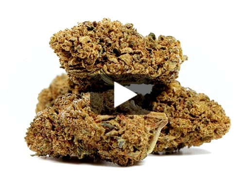 AMNESIA CBD BOOST view 2