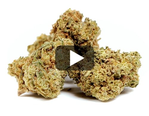 GELATO CBD BOOST view 2