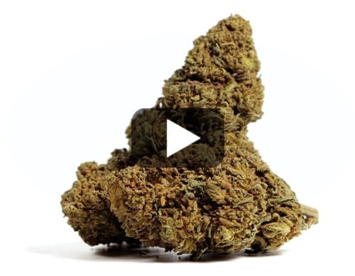 MANGO CBD BOOST view 2