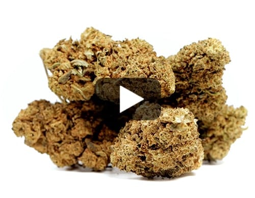 MASTER KUSH view 2