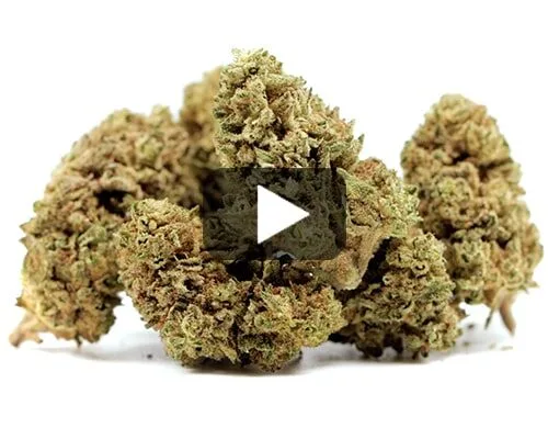 cbd-flower-melon-kush