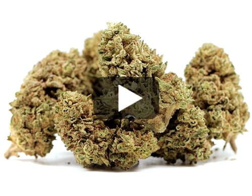 MELON KUSH view 2
