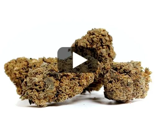 cbd-flower-orange-cbd-boost