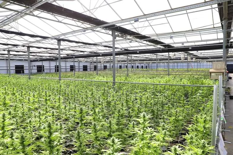 drying-cannabis-plants how to dry cannabis | Justbob