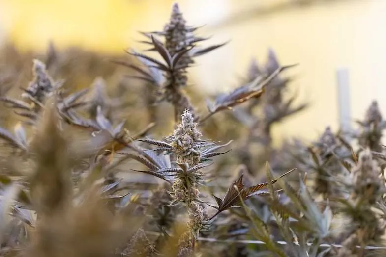 drying-cannabis how to dry cannabis | Justbob