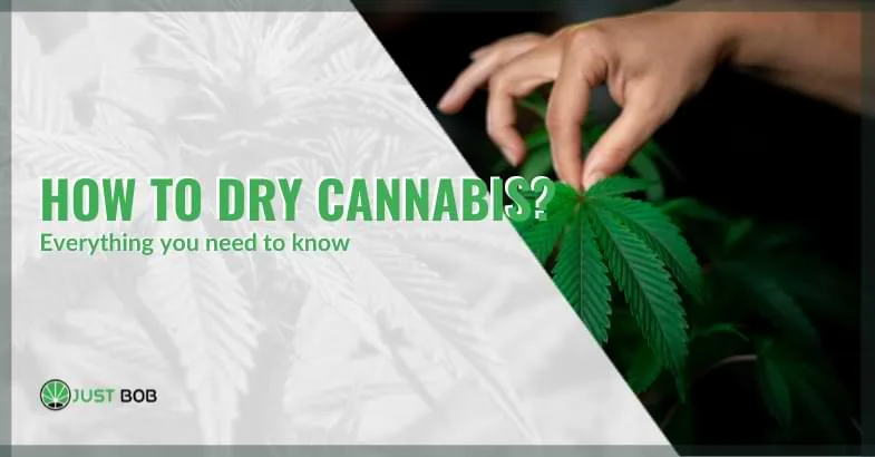 how-to-dry-cannabis how to dry cannabis | Justbob