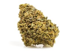 Cbd buds of Amnesia CBD Boost