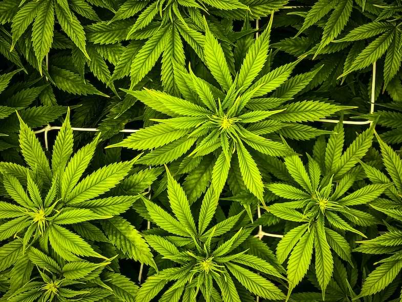 cannabis cloning | Justbob