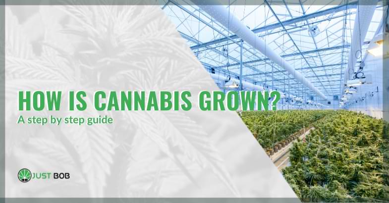 how is cannabis grown | Justbob