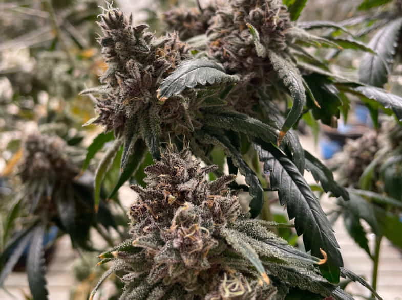 Marijuana plant | Justbob