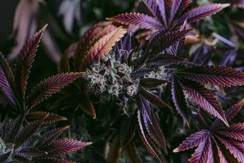 storing-weed best way to store weed | Justbob
