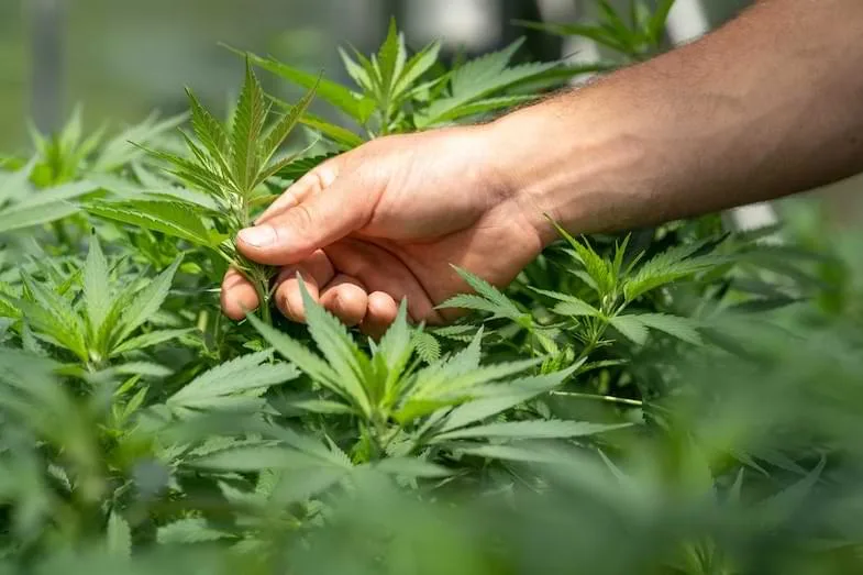 weed-spacey does cbd make you feel spacey | Justbob