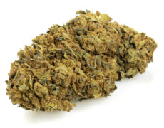 Cannabis cbd buds of outdoor buds