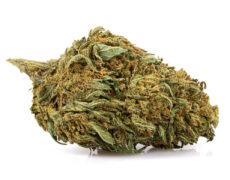 cbd buds of lemon cheese