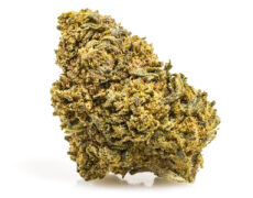 cbd flowers of amnesia cbd boost