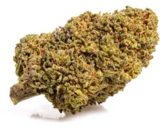 mango cbd boost small cbd buds