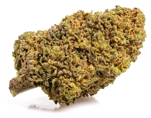 mango cbd boost small cbd buds