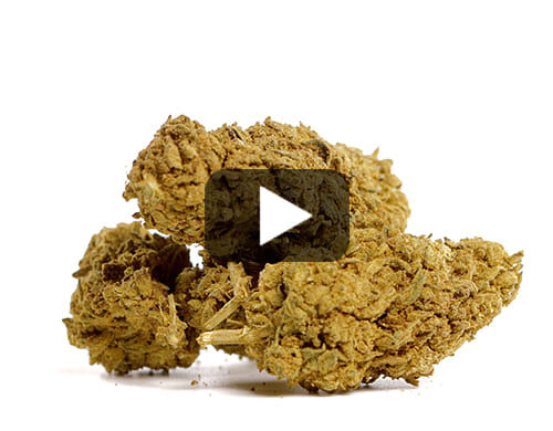 video preview of CBD flowers Skunk H4 with a high content of cannabidiol for legal use