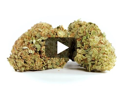 video preview of white widow cbd weed