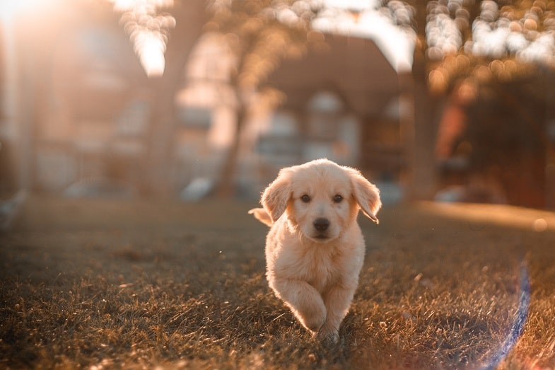 HOW TO KNOW IF YOUR DOG HAS ATE HASHISH