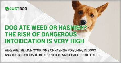 Dog ate weed or hashish? The risk of dangerous intoxication