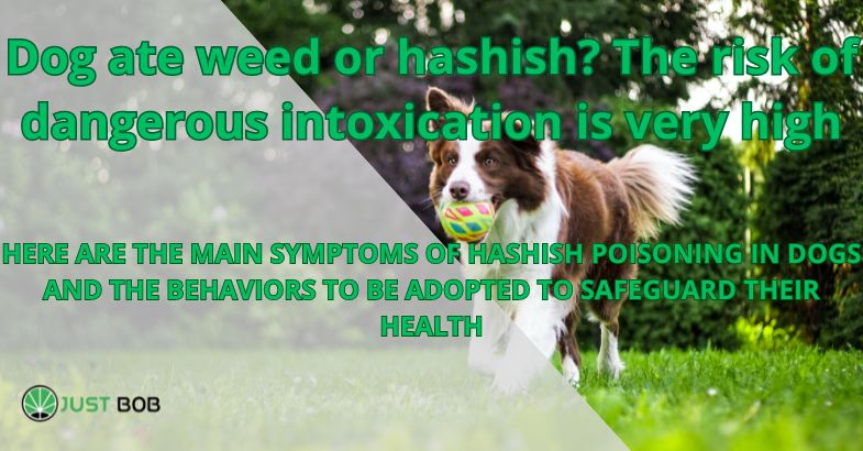 Dog ate weed or hashish? The risk of dangerous intoxication is very high