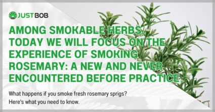 Among smokable herbs, today we will focus on the experience of smoking rosemary