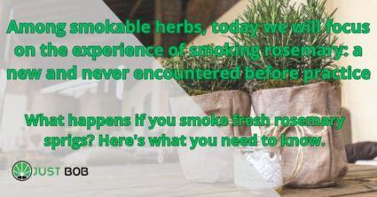 Among smokable herbs, today we will focus on the experience of smoking rosemary