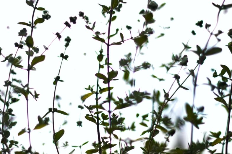 Smoking oregano responsibly