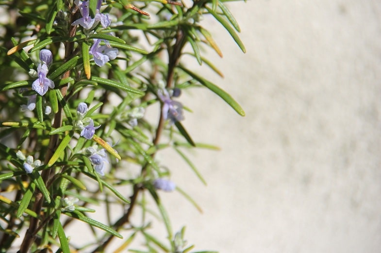 Can I smoke rosemary? Click here to find out more