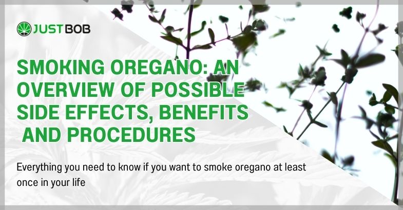 Smoking oregano: an overview of possible side effects, benefits, and procedures