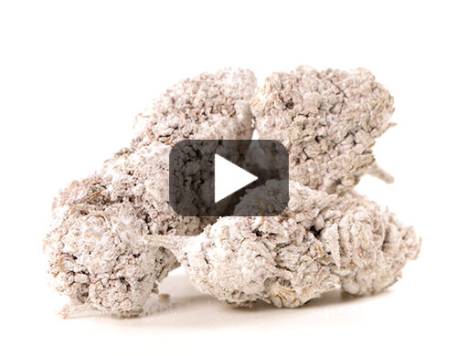 video-preview-cbd-flower-og-super-boost