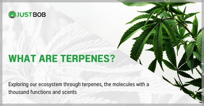 What Are Terpenes?