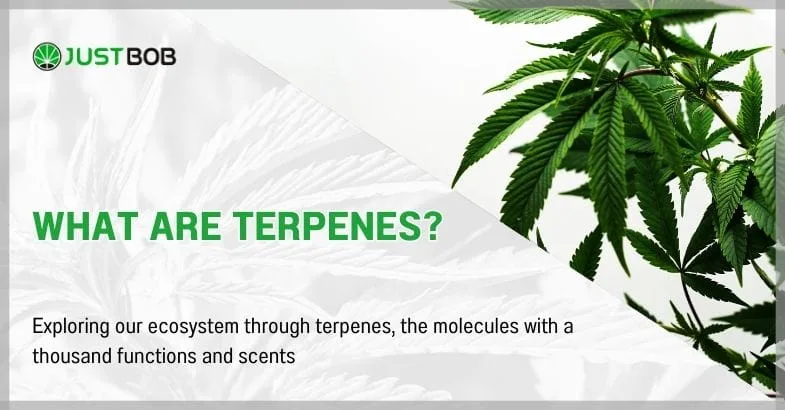 what-are-terpenes What Are Terpenes?