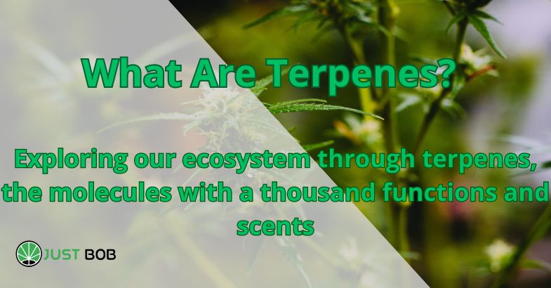 What Are Terpenes?