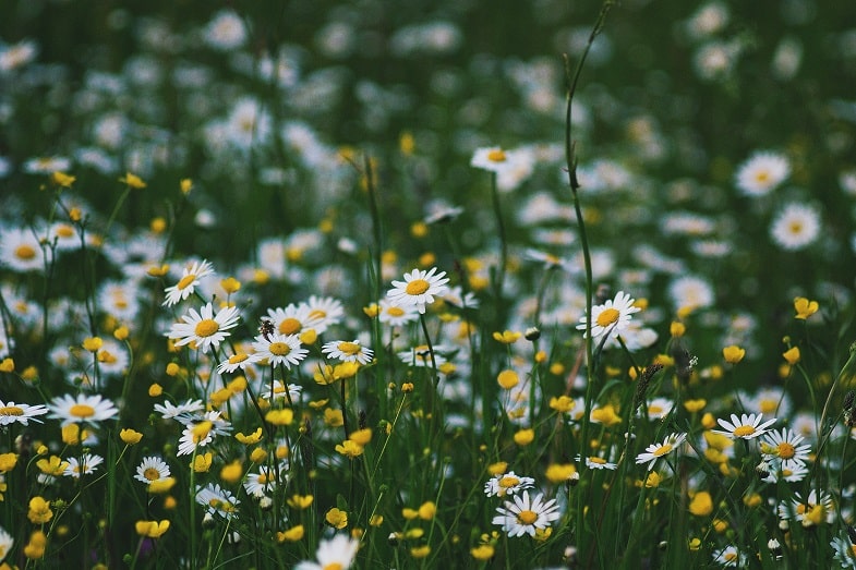 Benefits of chamomile