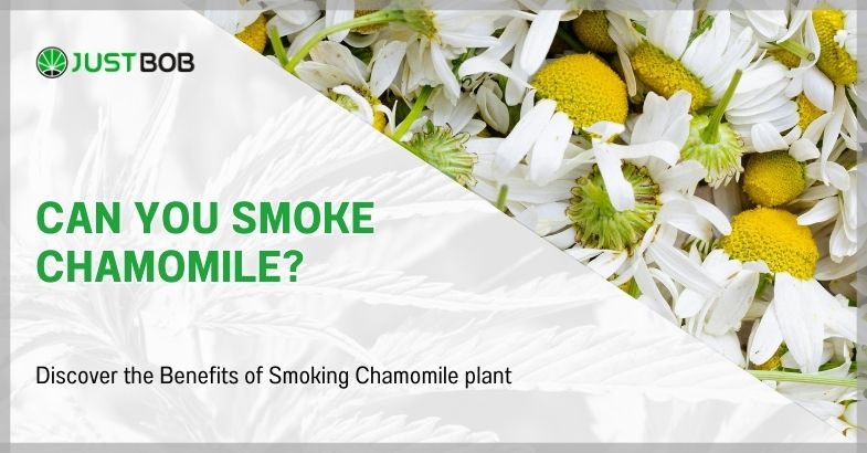Can you smoke chamomile?