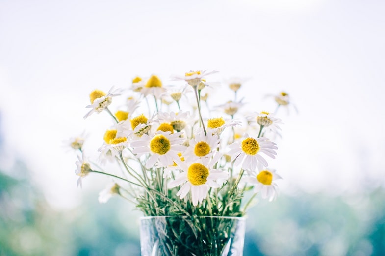 Chamomile: A Sweet and Aromatic Plant