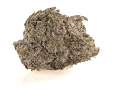 Close-up of a CBD flower bud covered with crystalline trichomes
