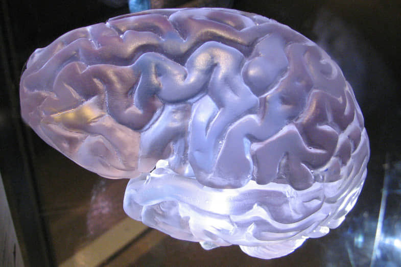 Model of human brain | Justbob