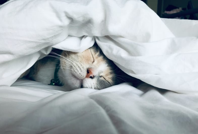 Cat sleeping under a blanket | Justbob