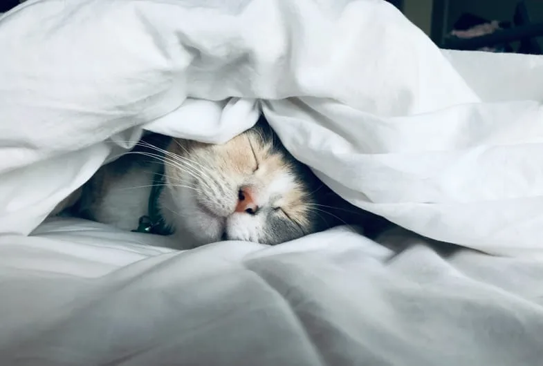 cat-sleeping-blankets Cat sleeping under a blanket | Justbob