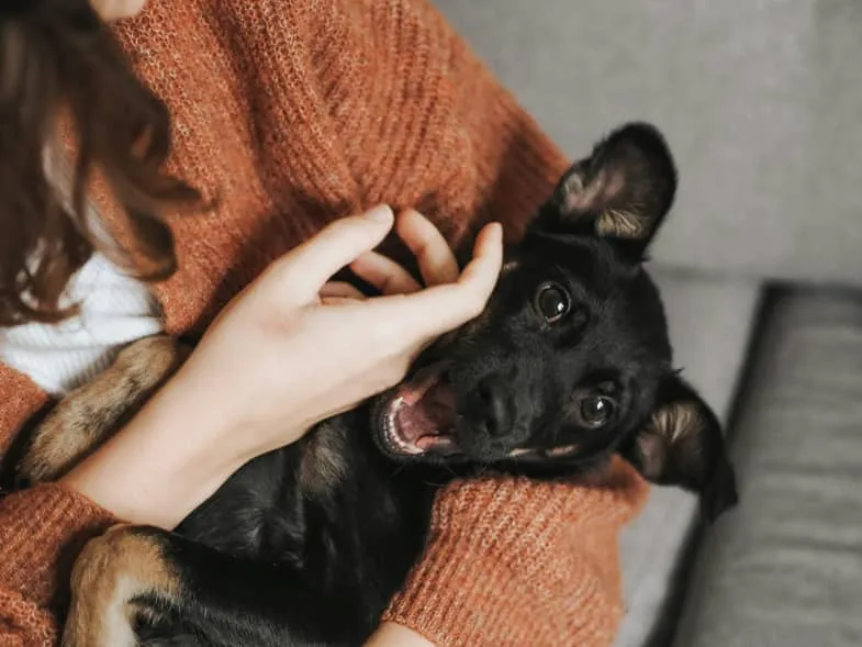 girl-petting-dog Girl petting her dog | Justbob