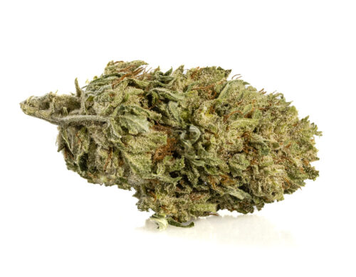 CBD flowers Alpine CBG Small Buds from organic and sustainable cultivation