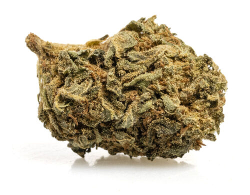 CBD flowers blueberry small buds from organic and sustainable cultivation