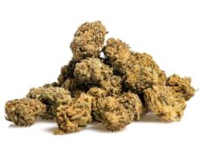 Close-up of an Blueberry Small Buds cbd bud with prominent trichomes and natural texture 