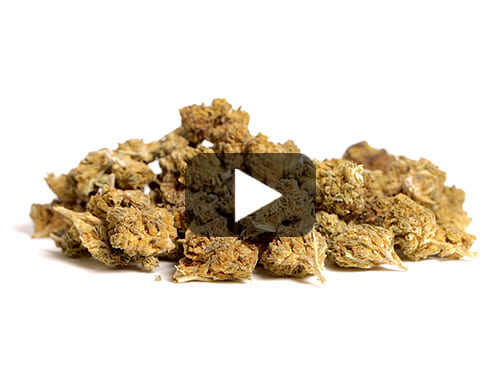 Video preview of Alpine CBG Small Budscbd flower with green and brown hues