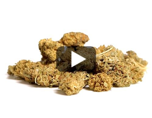 Video preview of Blueberry Small Buds cbd flower with green and brown hues